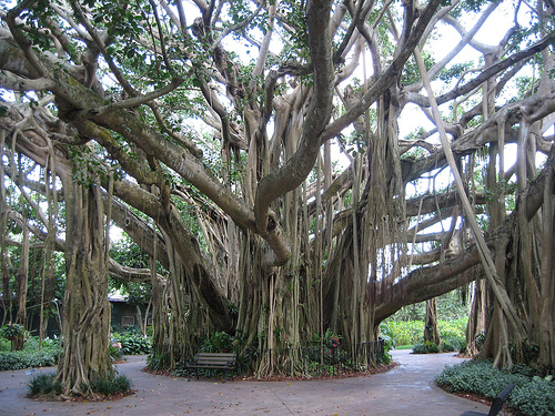 Árbol